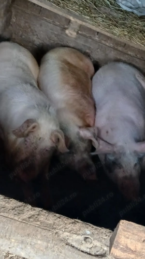 Vând porci - imagine 2