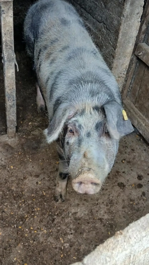 Vând porci - imagine 4