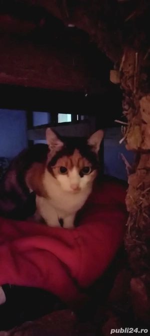 Dăm spre adoptie pisică