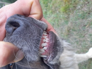 Ciobanesc de bucovina