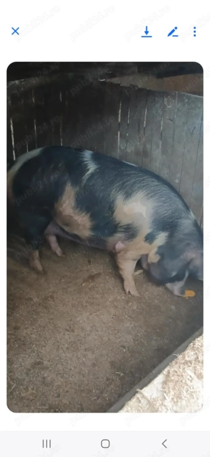 Vând porci - imagine 5