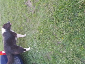 Ciobanesc de bucovina - imagine 2 Ciobanesc de bucovina - imagine 2