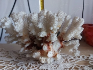 Vând coral natural - imagine 3