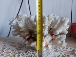 Vând coral natural - imagine 2