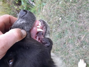 Ciobanesc de bucovina - imagine 4 Ciobanesc de bucovina - imagine 4