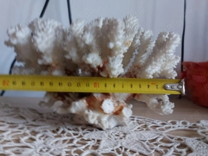 Vând coral natural - imagine 4