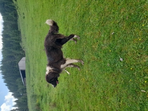 Ciobanesc de bucovina - imagine 3 Ciobanesc de bucovina - imagine 3