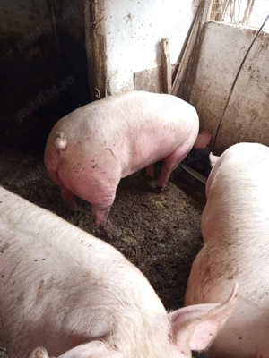 Vind porci grasi dela 130kg - imagine 2