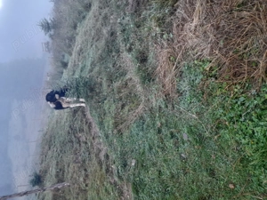 Ciobanesc de bucovina - imagine 5 Ciobanesc de bucovina - imagine 5