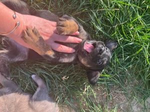 Catelusi de 6 saptamani