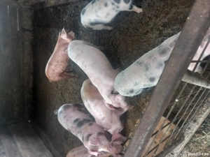 soldani  disponibili 