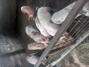 soldani  disponibili  - imagine 2