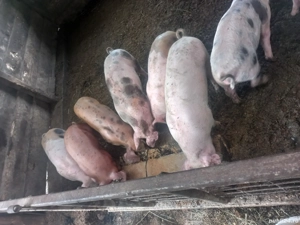 soldani  disponibili  - imagine 3