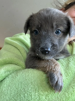 Catelusi de 6 saptamani - imagine 2