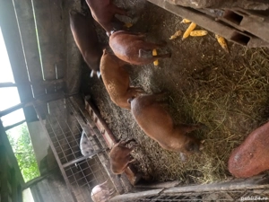 soldani duroc cu mangalita  - imagine 2