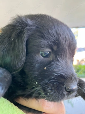 Catelusi de 6 saptamani - imagine 4