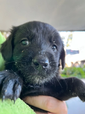 Catelusi de 6 saptamani - imagine 5