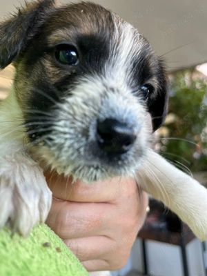 Catelusi de 6 saptamani - imagine 3