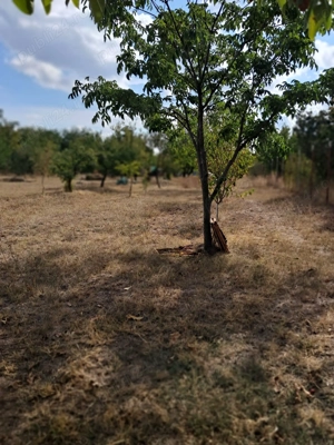 Teren intravilan de vânzare   2.500 mp, aproape de centru   Caracal - imagine 6