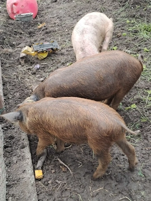 Vând purcei frumoși Marele Alb cu Mangalita - imagine 4