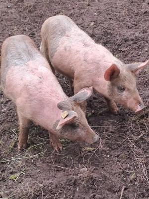 Vând purcei frumoși Marele Alb cu Mangalita - imagine 3