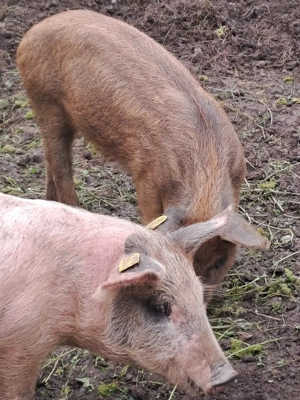 Vând purcei frumoși Marele Alb cu Mangalita