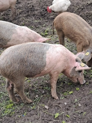 Vând purcei frumoși Marele Alb cu Mangalita - imagine 2