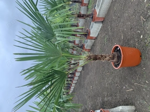 Palmier Tracycarpus Fortunei 