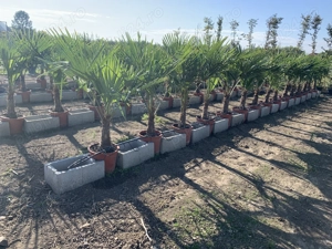 Palmier Tracycarpus Fortunei  - imagine 4