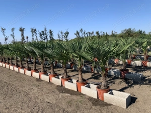 Palmier Tracycarpus Fortunei  - imagine 3