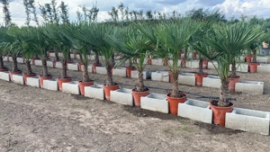 Palmier Tracycarpus Fortunei  - imagine 2