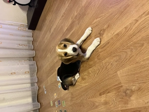Beagle mascul - imagine 4