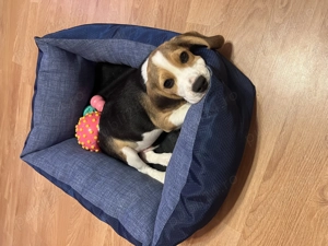 Beagle mascul - imagine 5