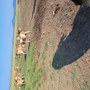 Vaci baltata romsneasca  de vanzare - imagine 3 Vaci baltata romsneasca  de vanzare - imagine 3