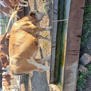 Vaci baltata romsneasca  de vanzare - imagine 2 Vaci baltata romsneasca  de vanzare - imagine 2