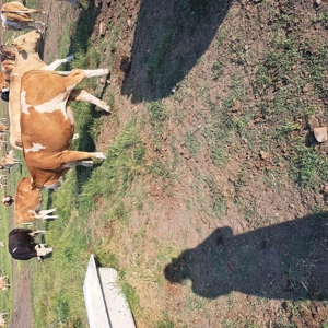 Vaci baltata romsneasca  de vanzare - imagine 4 Vaci baltata romsneasca  de vanzare - imagine 4