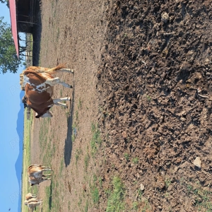 Vaci baltata romsneasca  de vanzare - imagine 5 Vaci baltata romsneasca  de vanzare - imagine 5