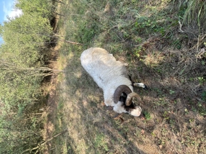 Vand berbec bread  de 5 ani 