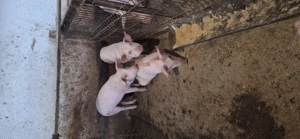 Purcei de 4 luni - imagine 2