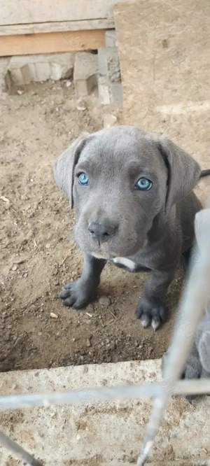 pui cane corso disponibili