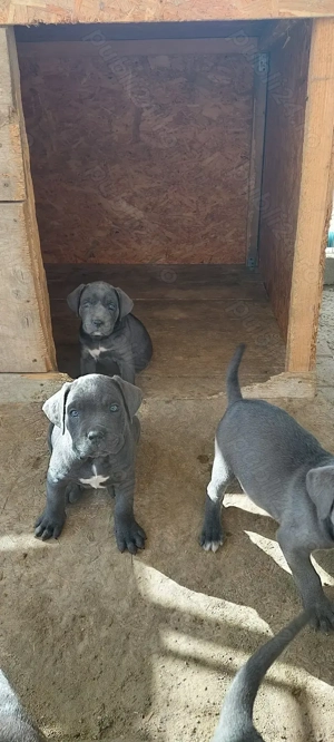  pui cane corso disponibili - imagine 2