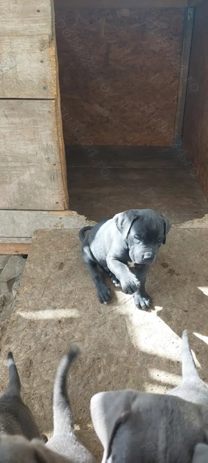  pui cane corso disponibili - imagine 4