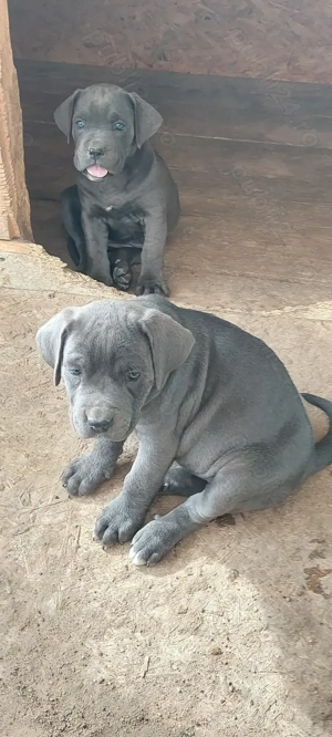  pui cane corso disponibili - imagine 3