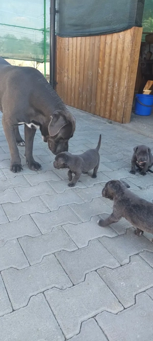 pui cane corso disponibili - imagine 5