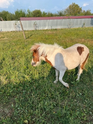 Vand ponei manza si manz - imagine 2 Vand ponei manza si manz - imagine 2