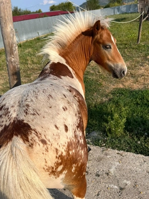 Vand ponei manza si manz - imagine 3 Vand ponei manza si manz - imagine 3