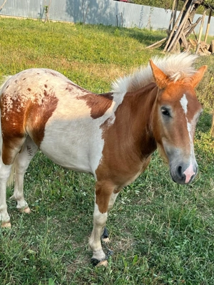 Vand ponei manza si manz