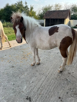 Vand ponei manza si manz - imagine 4 Vand ponei manza si manz - imagine 4