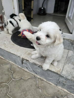 Vând pui bischon rasa pură 