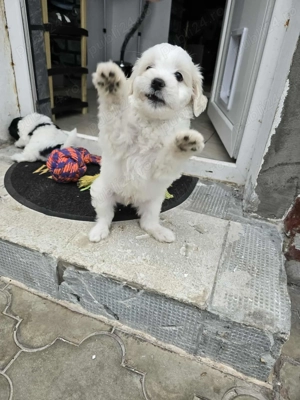 Vând pui bischon rasa pură  - imagine 2